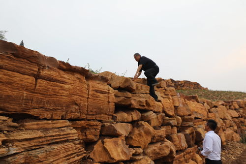 金銀花開九間棚 技術轉讓鋪就山區(qū)產業(yè)振興路